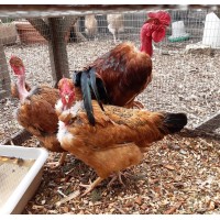 Naked Neck Large Fowl